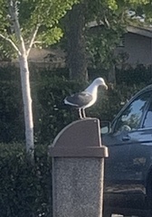 Larus occidentalis