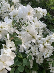 Exochorda