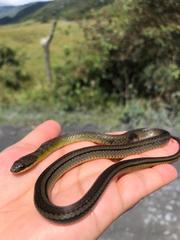 Erythrolamprus epinephalus