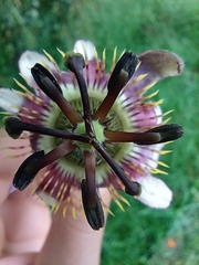 Passiflora alnifolia
