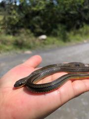 Erythrolamprus epinephalus
