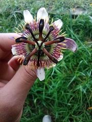 Passiflora alnifolia