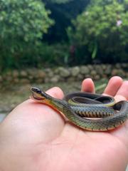 Erythrolamprus epinephalus