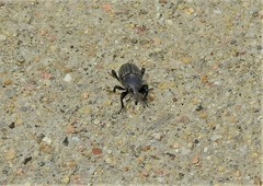 Sphenophorus cicatristriatus