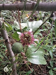 Passiflora alnifolia
