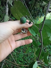 Passiflora alnifolia