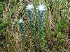 Lasiocephalus ovatus