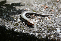 Plestiodon finitimus