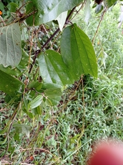 Passiflora alnifolia