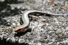 Plestiodon finitimus