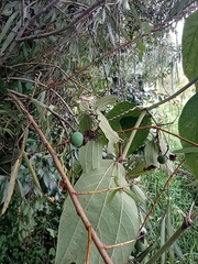 Passiflora alnifolia