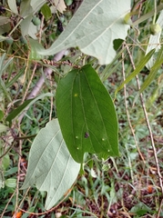 Passiflora alnifolia
