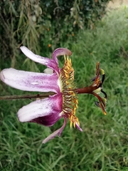 Passiflora alnifolia
