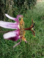 Passiflora alnifolia