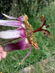Passiflora alnifolia