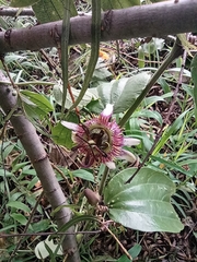 Passiflora alnifolia