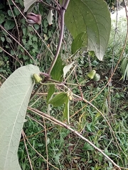 Passiflora alnifolia