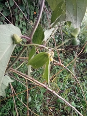 Passiflora alnifolia