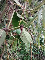 Passiflora alnifolia