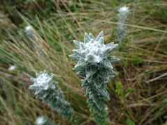 Lasiocephalus ovatus
