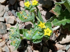 Mentzelia micrantha