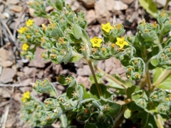 Mentzelia micrantha