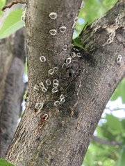 Eriococcus spurius