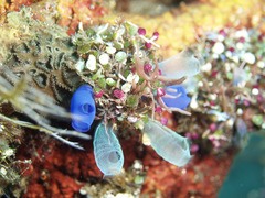 Rhopalaea