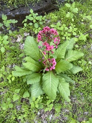 Primula japonica