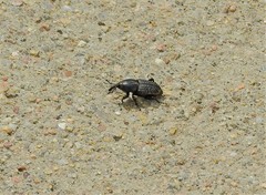 Sphenophorus cicatristriatus
