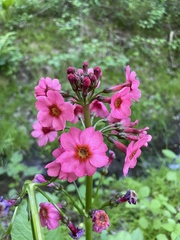 Primula japonica