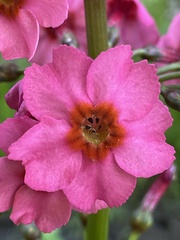 Primula japonica