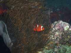 Amphiprion biaculeatus