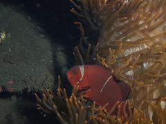 Amphiprion biaculeatus