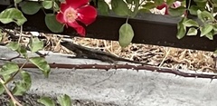 Sceloporus occidentalis
