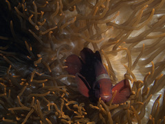 Amphiprion biaculeatus