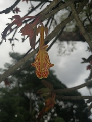 Columnea schiedeana