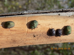 Polychalca punctatissima