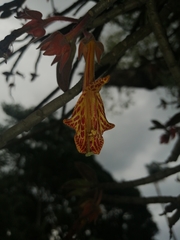 Columnea schiedeana
