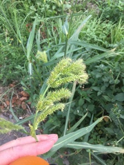 Echinochloa crus-pavonis