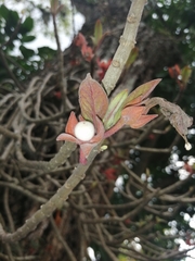 Columnea schiedeana