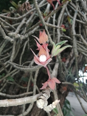 Columnea schiedeana
