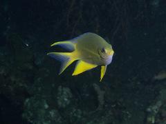 Amblyglyphidodon aureus