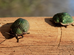 Polychalca punctatissima