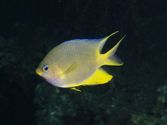 Amblyglyphidodon aureus