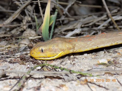 Photo of a Thamnodynastes sertanejo (Thamnodynastes sertanejo)