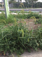 Echinochloa crus-pavonis