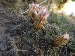 Coryphantha ottonis