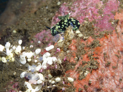 Nembrotha cristata