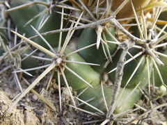 Coryphantha ottonis